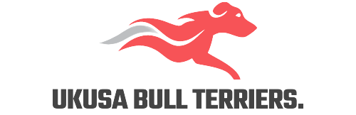 Ukusa bull terriers
